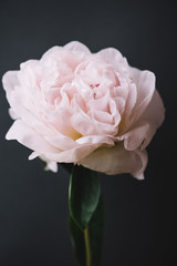 Beautiful tender fresh pink single peony flower on the dark grey wall background, close up view