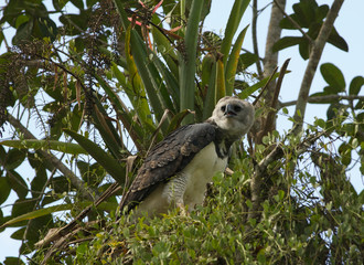 aguila  harpia selvas tropicales