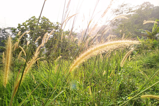 natural beautiful grass in sunrise 