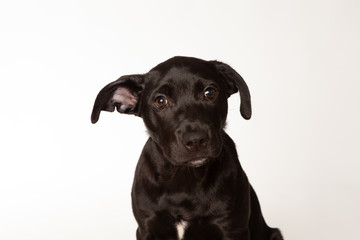 Small black puppy on white background