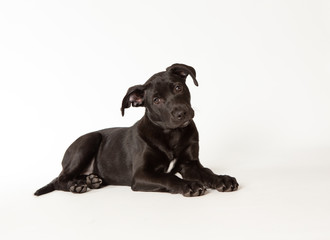 Young black puppy lying down on white background tilting head