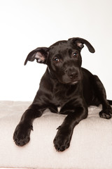Young black puppy on white background in studio