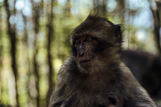 La Montagne des Singes
