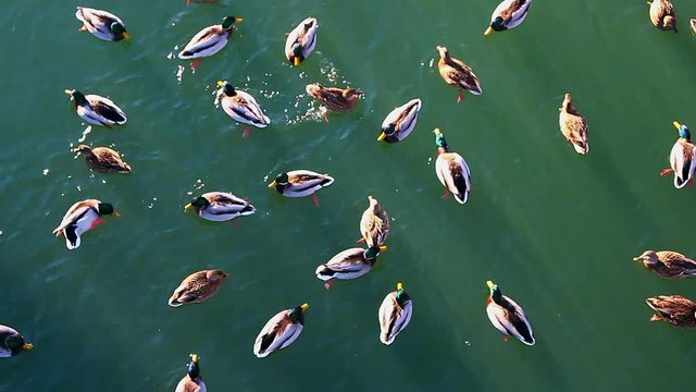 Lot of ducks swim in the water in random directions, top view