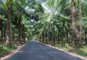 African oil palm plantation in Thailand Asia