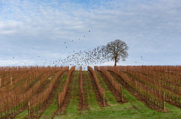A Fall Vineyard Setting in the Mid Willamette Valley of Western Oregon