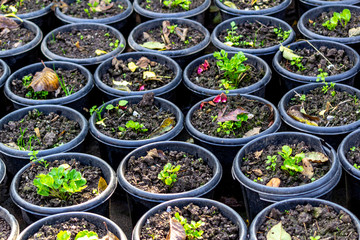  Flower pots arranged in garden symmetrically. plantation encouraged 