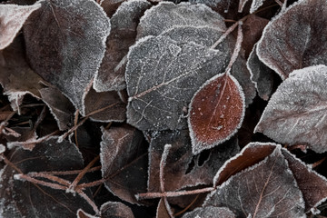 frozen autumn leaves brown for background