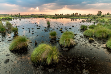 Hautes Fagnes Moor
