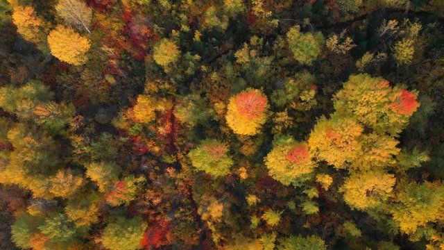 Trees in Georgian Forest Begin Changing Colors in Autumn