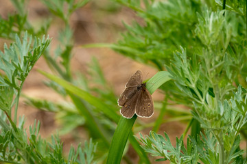 Brown butterfly on a leaf