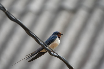Resting swallow