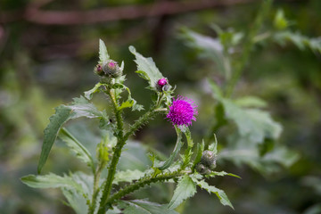 Blooming thistle