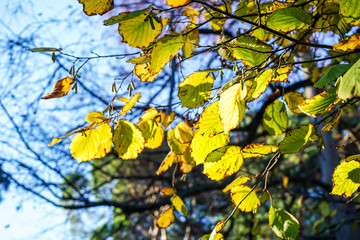 Obraz premium yellow foliage