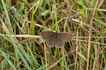Brown butterfly in the grass