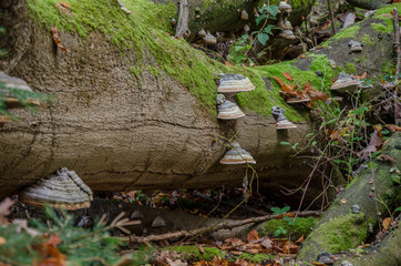 Fröruper Berge bei Flensburg in Schleswig-Holstein.