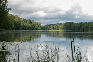 Fototapeta na wymiar Forest lake in cloudy weather