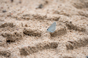 White butterfly in the sand