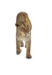 Asiatic lion (Panthera leo persica) on white background. Female