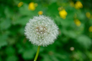 Closeup of a dandelion on a green background
