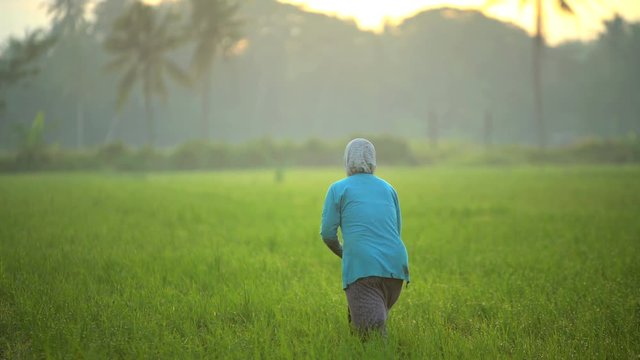 Asian female working in rural rice field Java Indonesia South East Asia