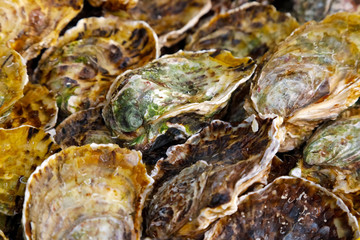 Fototapeta na wymiar Oysters arranged next to each other