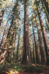 Fototapeta premium trees in forest