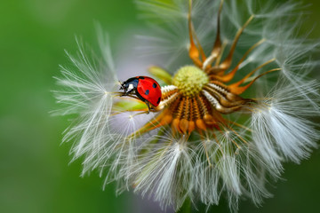 Ladybug on dandelion defocused background
