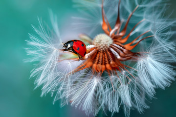 Ladybug on dandelion defocused background