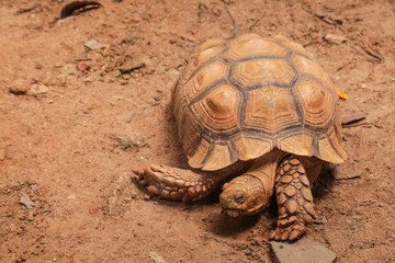 African spurred tortoise (sulcata tortoise) inhabits the southern edge of the Sahara desert, in Africa. As a pet, they require large enclosures, bedding composed grasses and high dietary fiber needs.