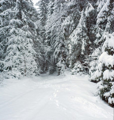 Fury snow falls in the winter fairy forest. Snowy trees in fabulous winter landscape. Snowy firs in the winter forest in the mountains. Christmas background.