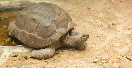 African spurred tortoise (sulcata tortoise) inhabits the southern edge of the Sahara desert, in Africa. As a pet, they require large enclosures, bedding composed grasses and high dietary fiber needs.