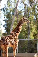 Giraffe