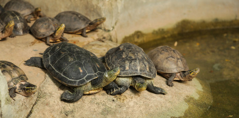 Chinese stripe-necked turtles have series of black yellow stripe from head to neck. Asian Box...