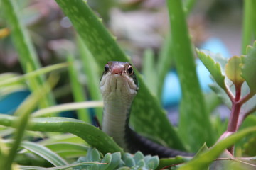 Black racer snake face peeking looking out from green succulent plant leaves in patio garden.