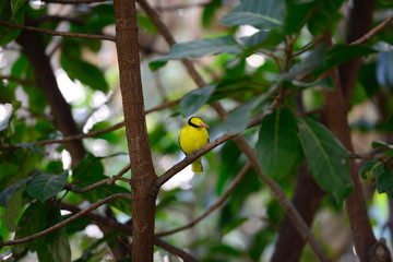 Yellow Black Bird