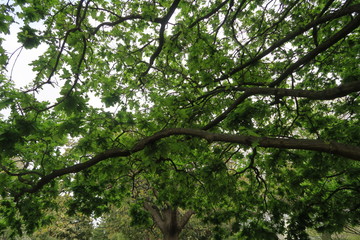 Riesiger Baum in Neuseeland