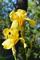Closeup of yellow flowers of Iris germanica. Urban greening in summer.