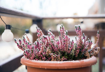 Pink heather flower growing in terracotta color garden pot, outdoors on terrace in winter, covered...