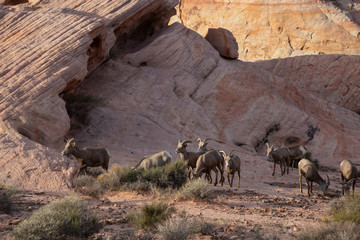 A family of female Desert Bighorn Sheep in Valley of Fire State Park. Taken in Nevada, United States.