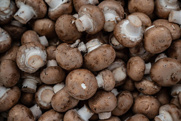 fresh brown champignons in high quality at close range