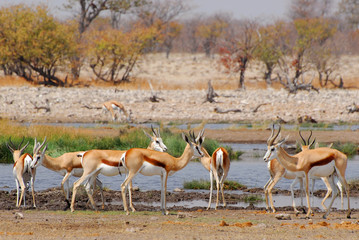 Springbok antelopes (Antidorcas marsupialis) in natural habitat, Etosha National Park, Namibia.