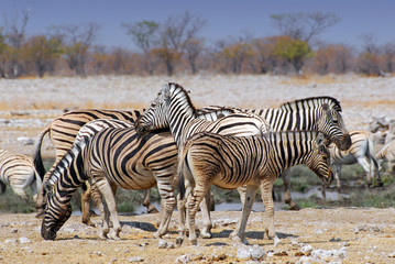 Fototapeta na wymiar Plains zebras (Equus burchelli) in Etosha National Park, Namibia.