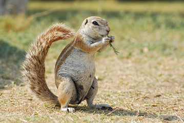 African ground squirrel eating grass, Botswana South Africa.