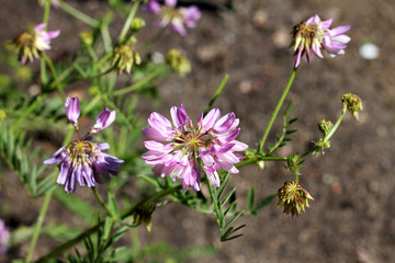 Securigera varia plant