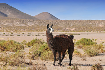 Llama (Lama glama) near the Laguna Colorada, Bolivia.
