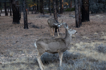Young group of mule deers in the forest. Taken in Bryce Canyon National Park, Utah, United States.