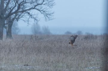 bird hunting for food
