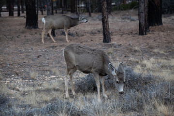 Young group of mule deers in the forest. Taken in Bryce Canyon National Park, Utah, United States.