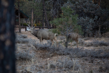 Young male mule deer in the forest. Taken in Bryce Canyon National Park, Utah, United States.
